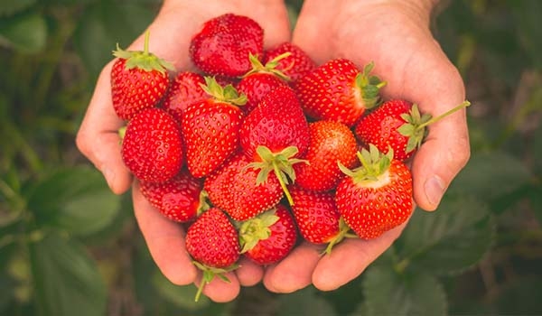 MAINS TENANT DES FRAISES
